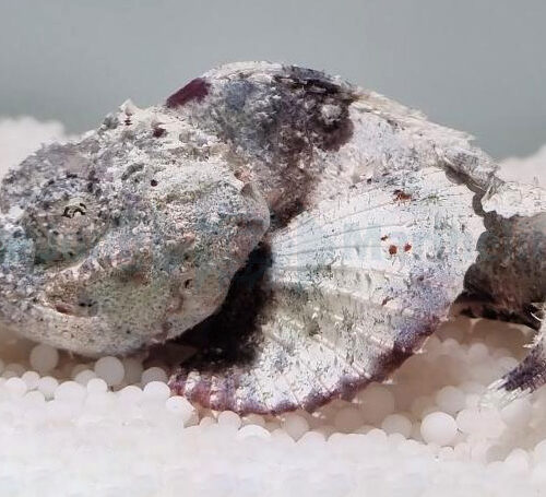 Scorpaenopsis diabolus - Afbeelding 2