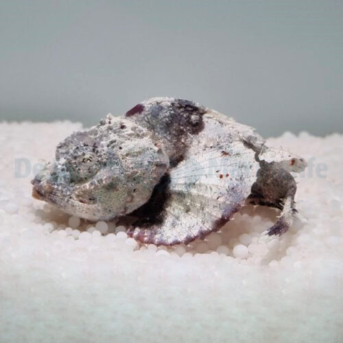 Scorpaenopsis diabolus