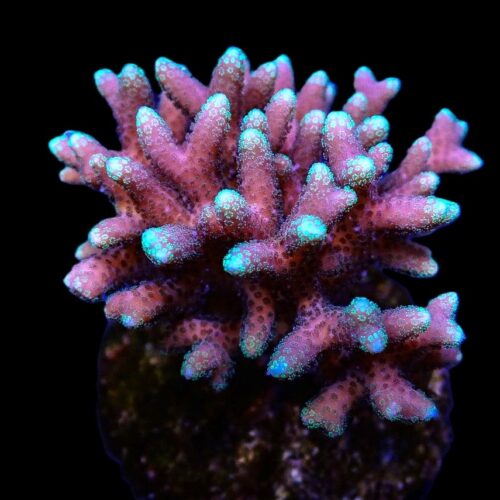 Alternative view of Seriatopora caliendrum (Pink) (Fiji-Tonga) (frag)
