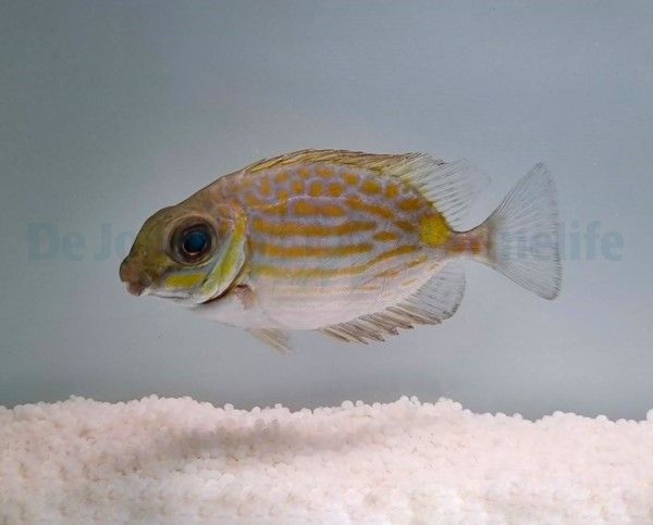 Siganus lineatus - T.B. - Afbeelding 2