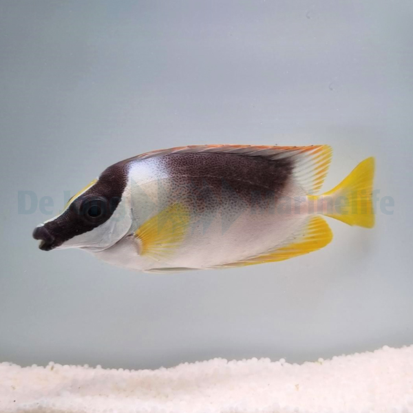 Picasso Aquarium