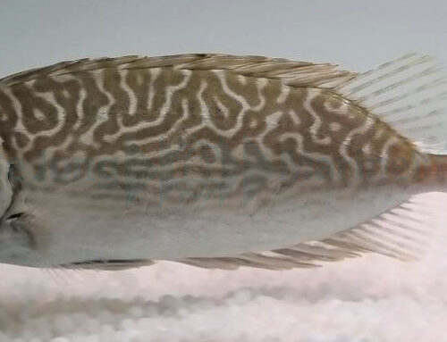 Siganus spinus - Afbeelding 2