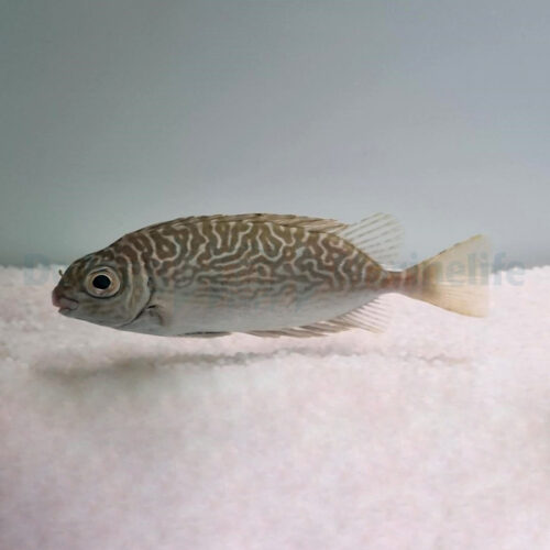 Siganus spinus