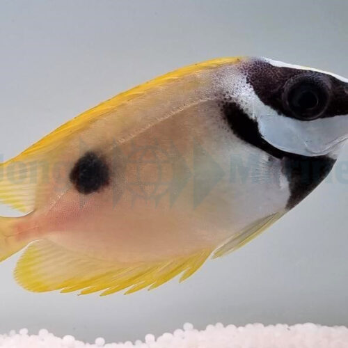 Siganus unimaculatus - Afbeelding 2