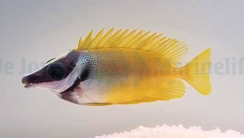Alternative view of Siganus vulpinus