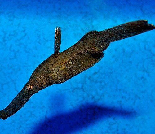 Solenostomus cyanopterus