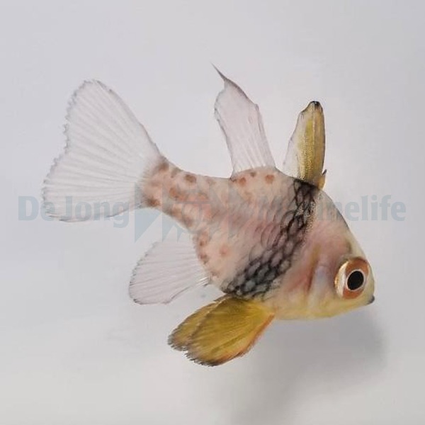 Picasso Aquarium