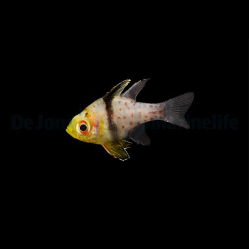 Sphaeramia nematoptera -  DJM Bred - Afbeelding 2