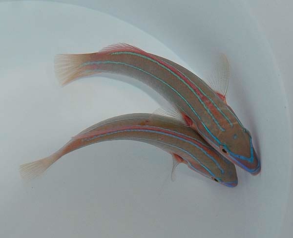 Picasso Aquarium