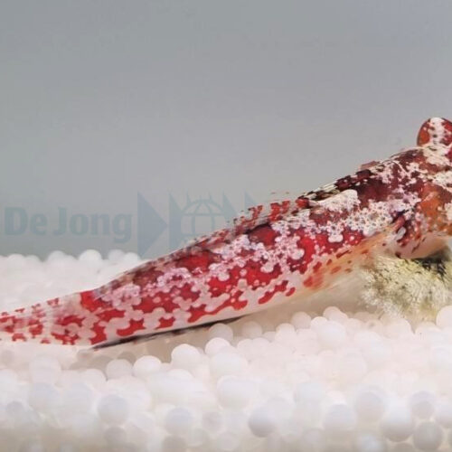 Alternative view of Synchiropus moyeri