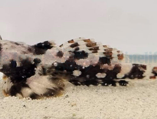 Alternative view of Synchiropus ocellatus