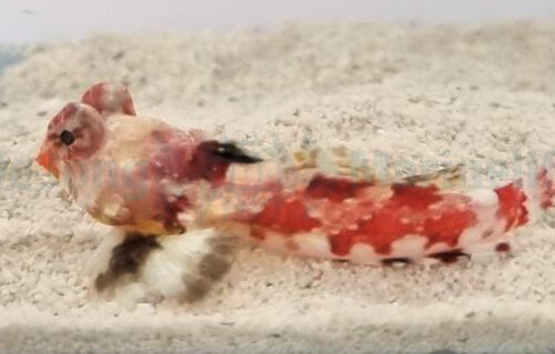 Alternative view of Synchiropus stellatus