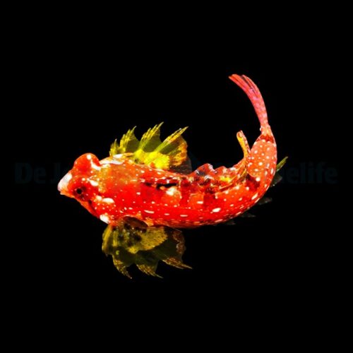 Alternative view of Synchiropus sycorax (male)