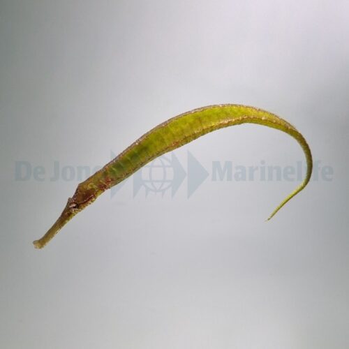 Alternative view of Syngnathoides biaculeatus