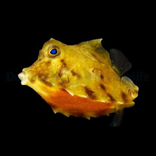 Tetrosomus gibbosus - Afbeelding 2