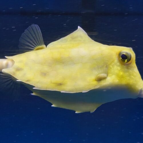 Tetrosomus gibbosus - Afbeelding 4