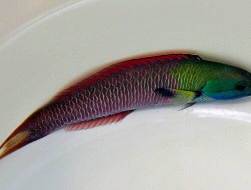 Thalassoma amblycephalum