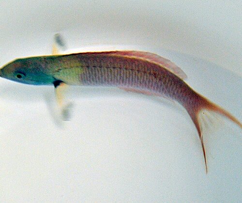 Alternative view of Thalassoma amblycephalum