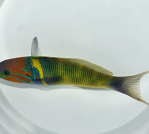 Thalassoma hebraicum - Afbeelding 3
