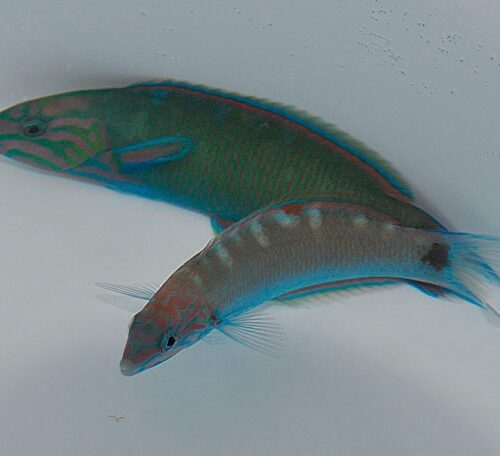 Thalassoma lunare
