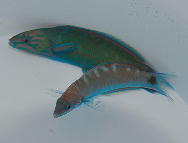 Picasso Aquarium