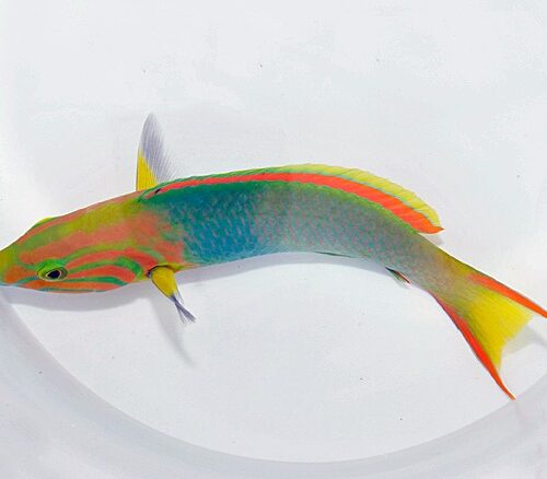 Thalassoma lutescens