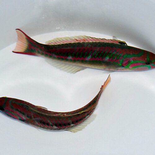 Thalassoma quinquevittatum - Afbeelding 3