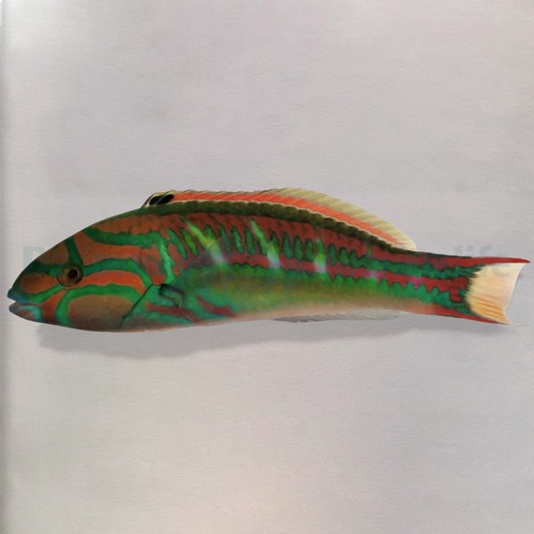 Picasso Aquarium