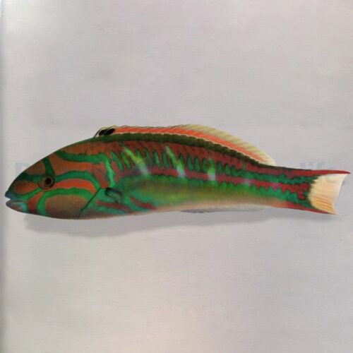 Thalassoma quinquevittatum