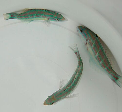 Thalassoma quinquevittatum - Afbeelding 4