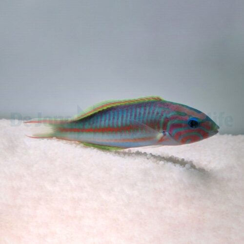 Alternative view of Thalassoma rueppellii