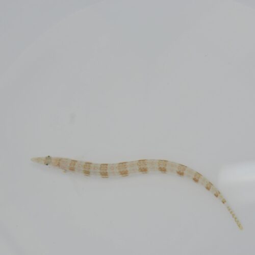 Trichonotus setiger