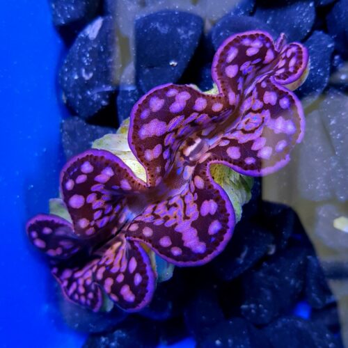 Tridacna maxima (Pink-Purple)