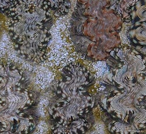 Tridacna squamosa