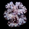 Tridacna squamosa (Assorted)