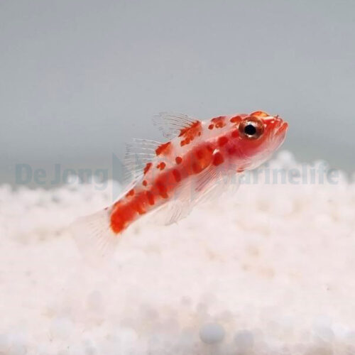 Trimma rubromaculatus