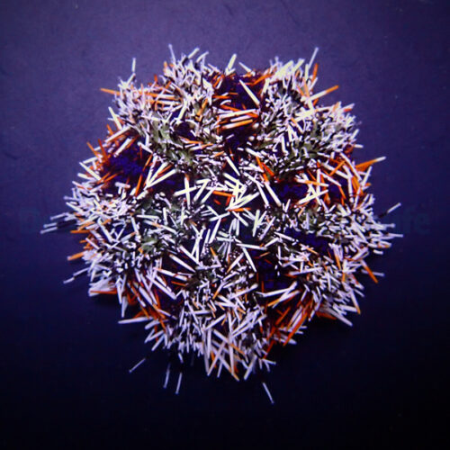 Tripneustes gratilla - Small