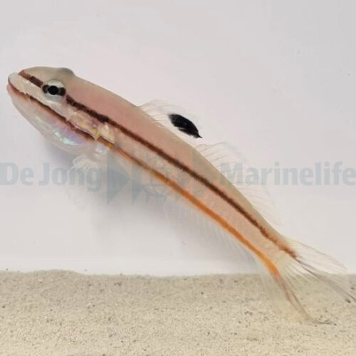 Alternative view of Valenciennea helsdingenii