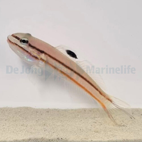 Valenciennea helsdingenii