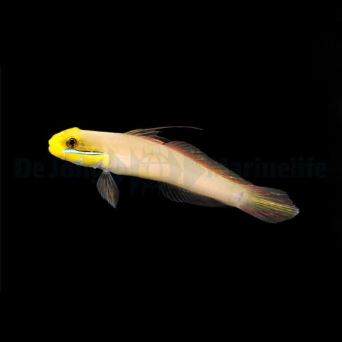 Alternative view of Valenciennea strigata