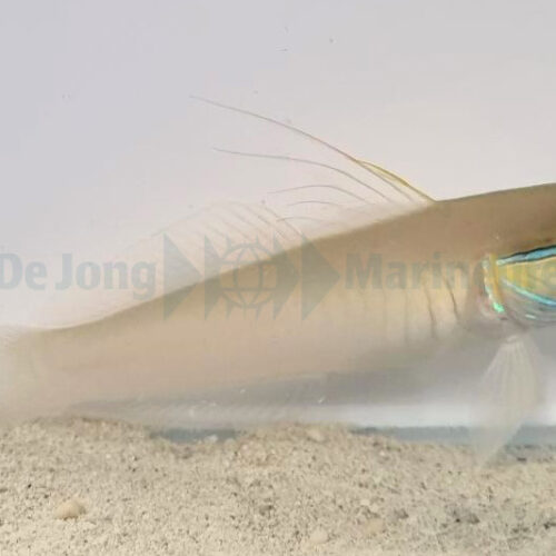 Valenciennea strigata - Afbeelding 3