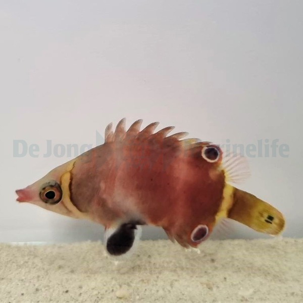 Picasso Aquarium