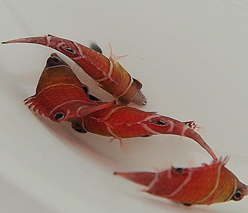 Wetmorella tanakai