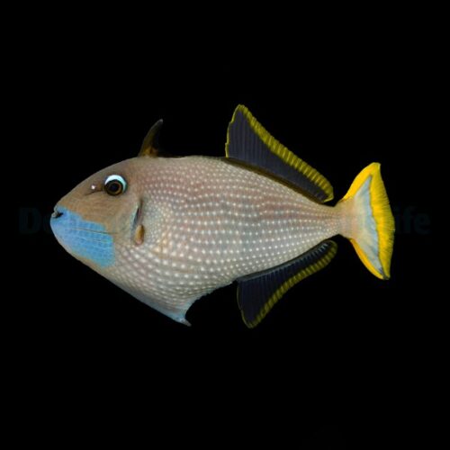 Xanthichthys auromarginatus (male) - Afbeelding 2