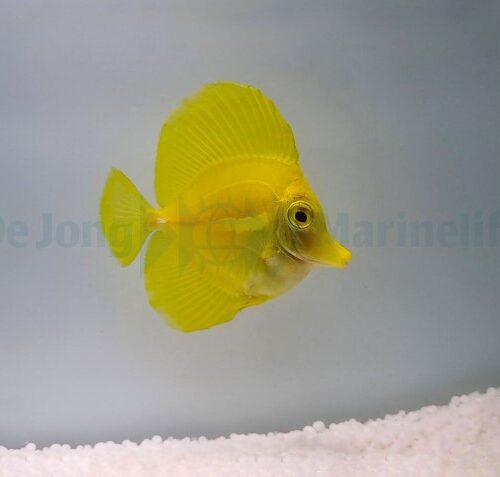 Zebrasoma flavescens - T.B. - Afbeelding 4
