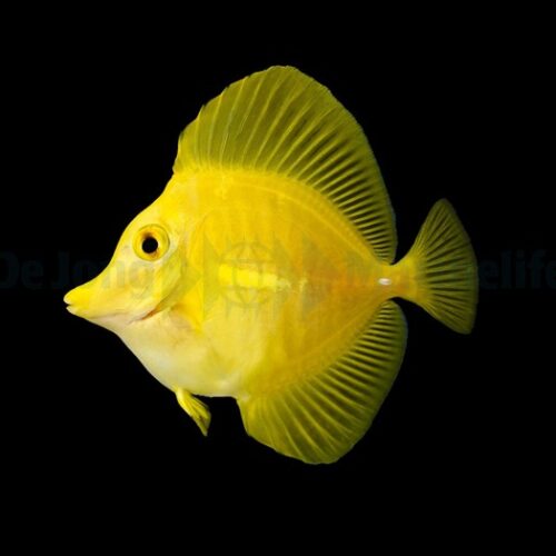 Zebrasoma flavescens - T.B. - Afbeelding 3