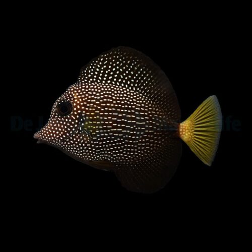 Alternative view of Zebrasoma gemmatum