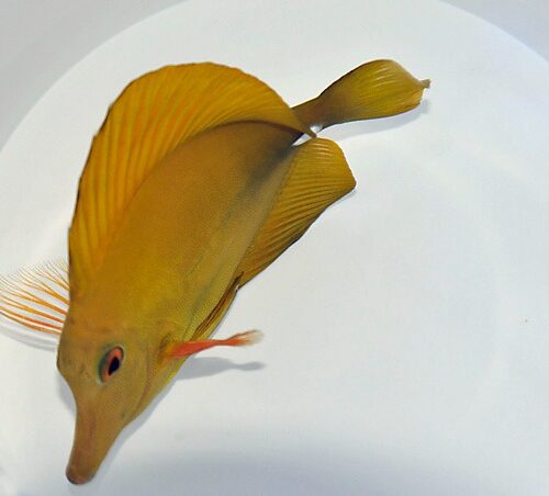 Zebrasoma scopas (Yellowish) (Grade B)