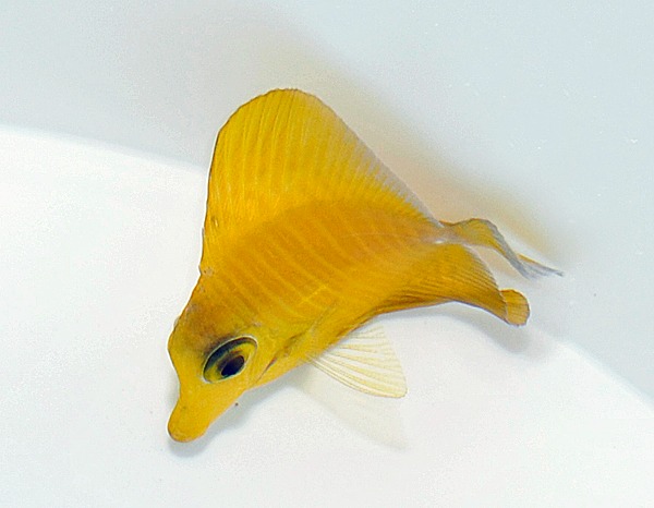 Picasso Aquarium