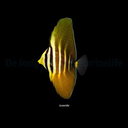 Alternative view of Zebrasoma veliferum